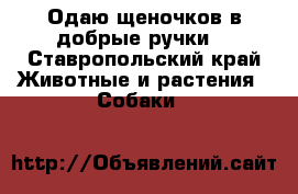 Одаю щеночков в добрые ручки. - Ставропольский край Животные и растения » Собаки   